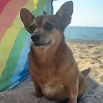 Joasia I Maciek Bungalowy Campingplads Jarosławiec