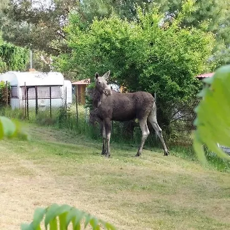 캠프장 Joasia I Maciek Bungalowy 야로수아비크