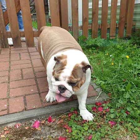 캠프장 Joasia I Maciek Bungalowy 야로수아비크