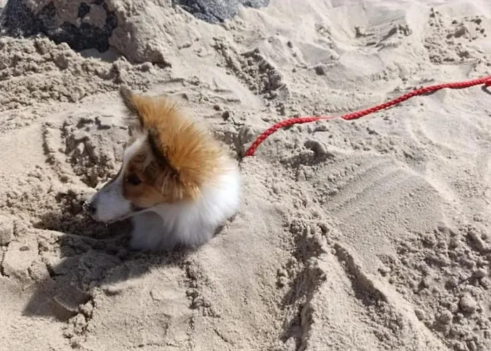 Joasia I Maciek Bungalowy Camping *